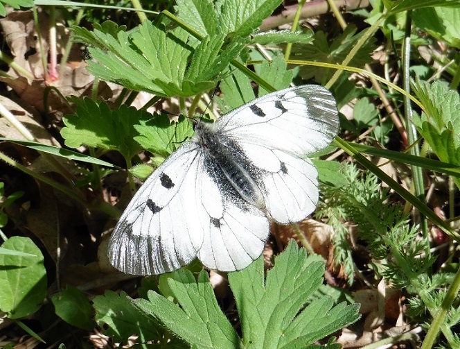 Parnassius mnemosyne